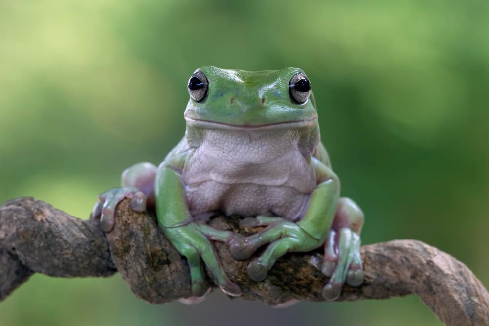 Biblical Meaning Of Frogs In Dreams: 7 Imminent Warnings!